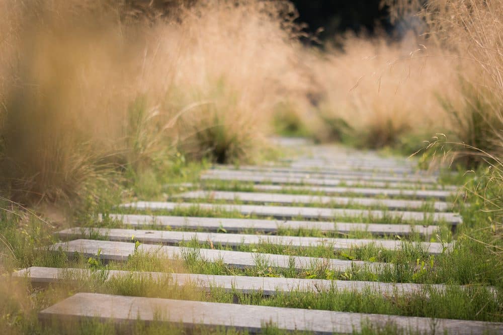 Belgian Blue Stone - Lille France (2)