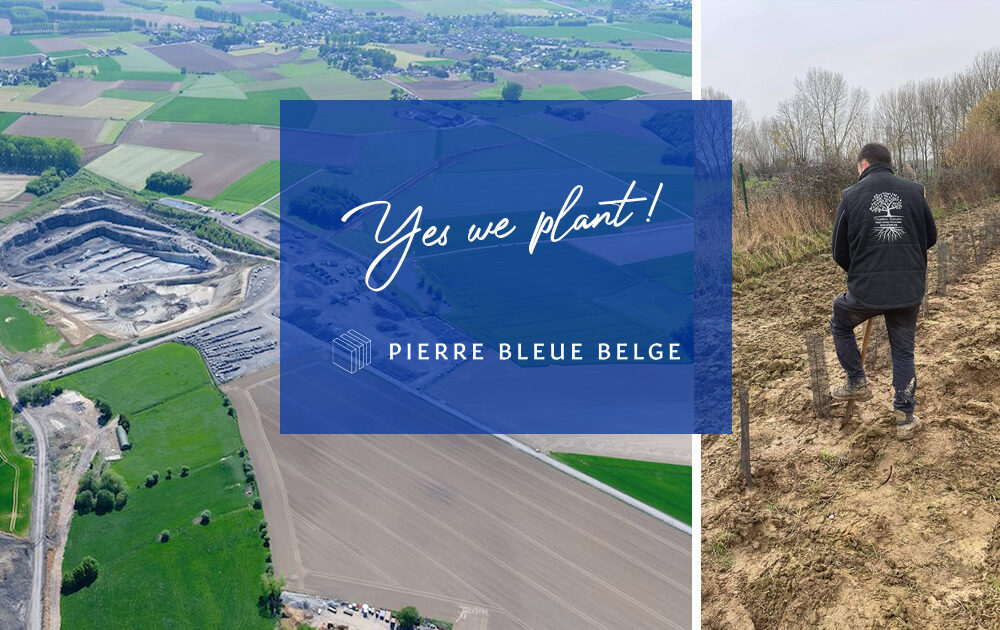 Yes we plant - Pierre Bleue Belge 1